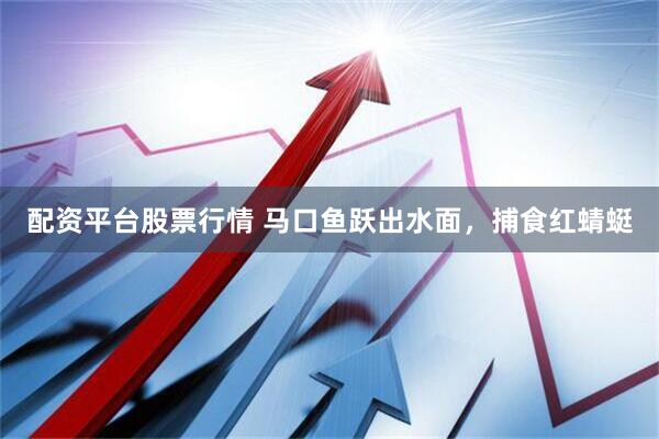 配资平台股票行情 马口鱼跃出水面，捕食红蜻蜓